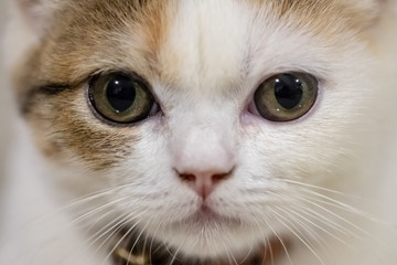 Close up portrait of cute cat.
