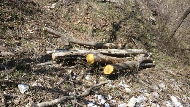 A heap of truncated sawn trees on the ground in the spring forest. Italy, Alps, 4k