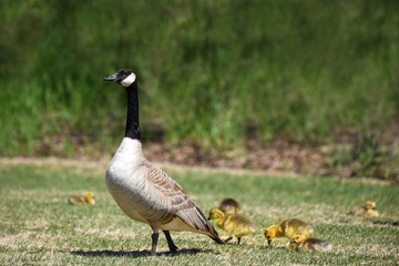 Goose walking with gosling chicks behind