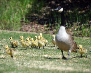Gosling chicks following their mother