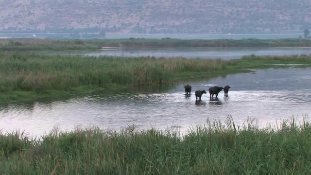 Water Buffalo, Hula Lake, Israel