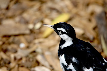 a woodpecker looking at something