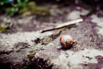 Snail on a stone
