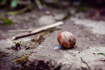 snail on stone