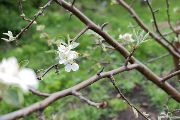 branch of flowering apple tree in spring