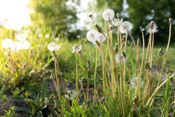 Fluffy dandelions glow in the rays of sunlight at sunset in nature on a meadow. Beautiful flowers in spring in a field close-up in the golden rays