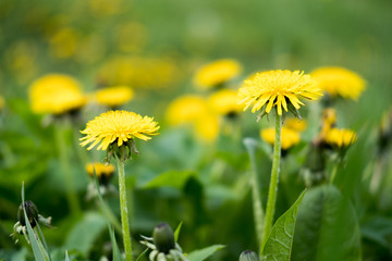 Yellow dandelion flowers. Dandelions field background on spring sunny day. Blooming dandelion.