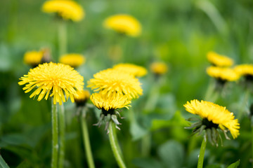 Yellow dandelion flowers. Dandelions field background on spring sunny day. Blooming dandelion.