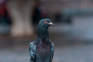 pigeons on the street