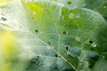 Big green leaf closeup photo. Burdock with holes. Leaf in sunlight photo for banner template. Summer garden detail. Infestation on green leaf.