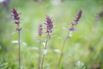 Fototapeta premium Wild meadow flower purple close-up. Ecology nature concept. Blooming fields