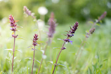 Fototapeta premium Wild meadow flower purple close-up. Ecology nature concept. Blooming fields