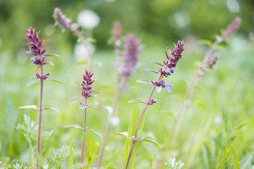Wild meadow flower purple close-up. Ecology nature concept. Blooming fields