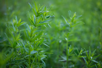 wild meadow nature close-up, ecology nature macro with a small depth of field