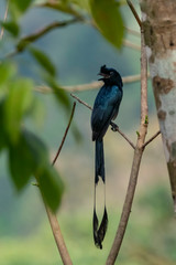 Greater Racket-tailed Drongo (Dicrurus paradiseus) race "paradiseus". Munnar, Kerala, India