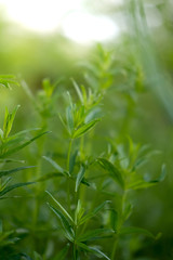 wild meadow nature close-up, ecology nature macro with a small depth of field