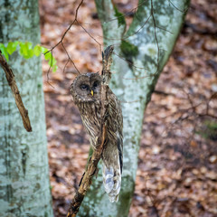 Isolated close up of an Ural Owl bird in the wild- Capetian mountains Romania