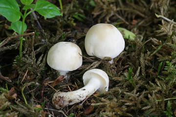 Calocybe gambosa, commonly known as St. George's mushroom, an edible wild mushroom from Finland