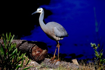 heron at night 