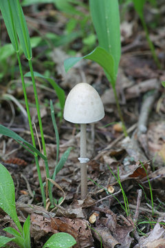 Panaeolus semiovatus var. semiovatus, also known as Panaeolus semiovatus and Anellaria separata, commonly called shiny mottlegill, or egghead mottlegill
