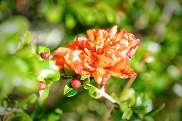 Granatapfel Punica granatum 