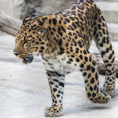 The far Eastern leopard 