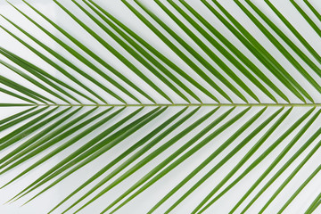 on a white background, close-up, green palm leaf