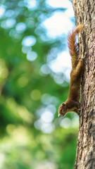 The little squirrel is perched on the tree in the big forest.