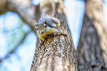 The little squirrel is perched on the tree in the big forest.