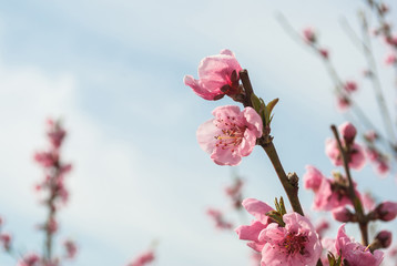 Beautiful cherry blossom sakura in spring time over blue sky.