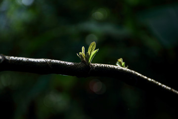 Green leaf sproutig from a branch gleaming in morning sunshine.