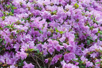 Obraz premium Kamchatka rhododendron. R. Camtschtikum. Purple flower background