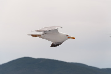 Fototapeta na wymiar One seagull flying in the sky