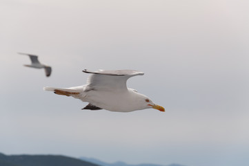 Seagulls flying in the sky