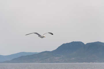 Fototapeta na wymiar A seagull flies on a background of mountains