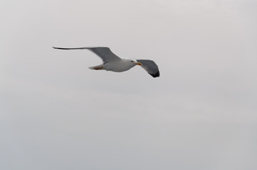 seagull flying in the sky