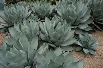 Grey green, large leaves of Parry's agave (Agave parryi)