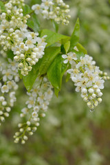 Delicate flowering branch of cherry on a blurred background. Floral brushes transparent hanging drops of rain. Vertical shot.