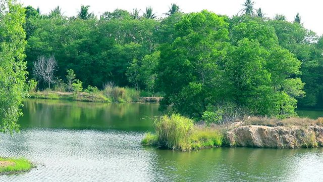 tree palnt grass and weed all around lake