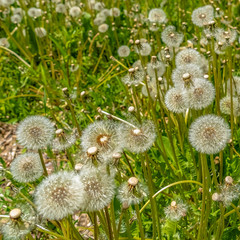 Square White dandelions thriving near a rocky creek surrounded by lush green foliage