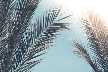 Palm trees on blue sky summer background