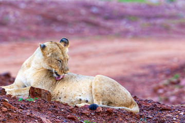 The lioness licks herself tongue.