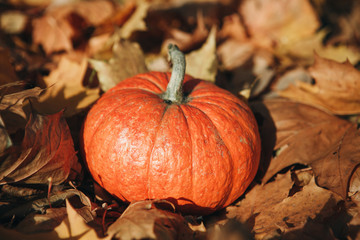 Pumpkin on a beautiful autumn background with colorful leaves