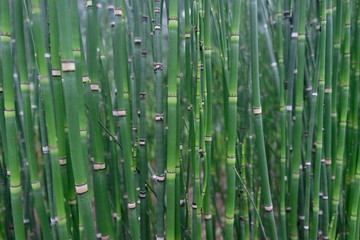 Obraz premium Reed-like green stalks of rough horsetail (equisetum hyemale)