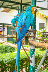 blue and gold macaw