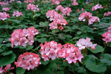 Clusters of light pink Zonal Germaniums (Pelargonium zonale) flowers rounded leaves