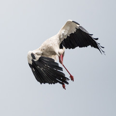 Close up of an isolated white stork bird in the wild- Romania