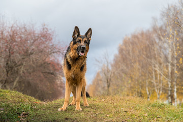 Dog German Shepherd outdoors in an autumn
