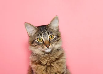 Fototapeten portrait of a curios long haired black and tan tabby cat with bright yellow eyes looking at viewer. Pink background with copy space © sheilaf2002