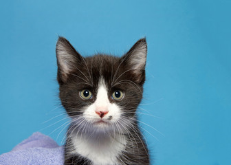 portrait of a tuxedo black and white kitten looking directly at viewer with bright green eyes. Blue background.